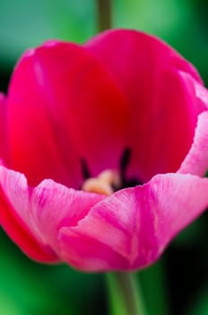 Bright tulip on green background close up