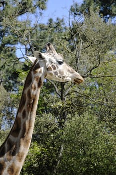 Head of a Giraffe with Trees