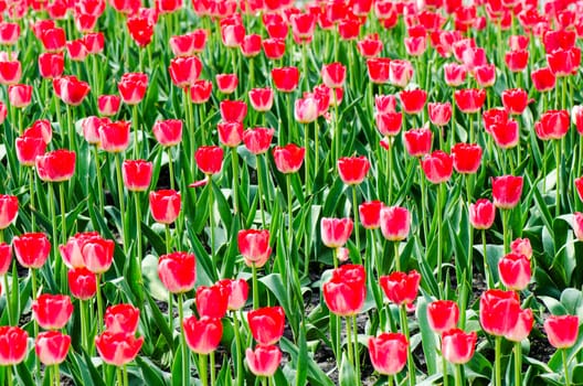 Many bright tulips on the spring meadow