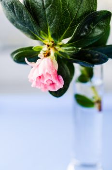 Azalia flower in vase close up