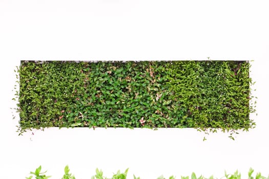 Green square made of plants on white wall