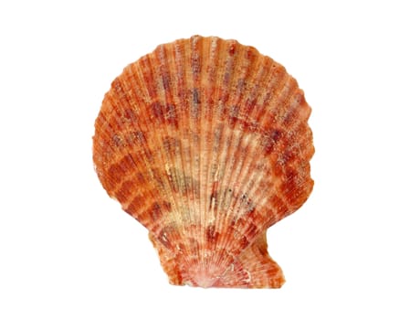 Seashell isolated on white background