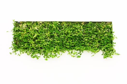 Green square made of plants on white wall