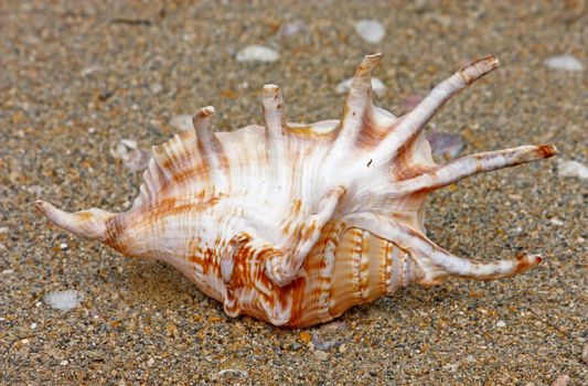 Seashell on the sand surface