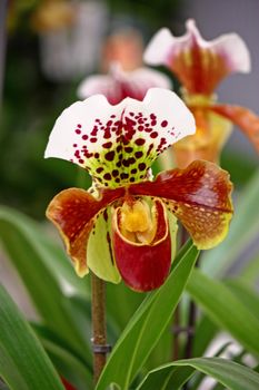 Orchid flower in front of the leaves