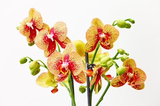 Branch of red orchid flowers on white