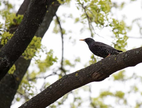 common starling sitting on tree