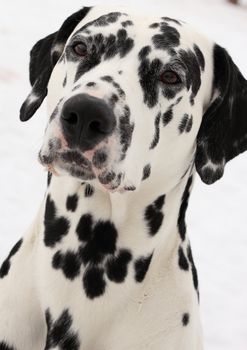Portrait of dalmatian dog breed