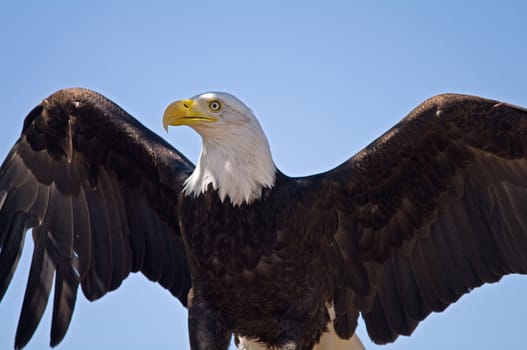 A bald eagle on a blue sky background with wings spread