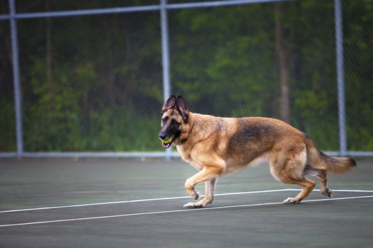 Female German Shepherd Dog plays catch with a tennis ball on a tennis court