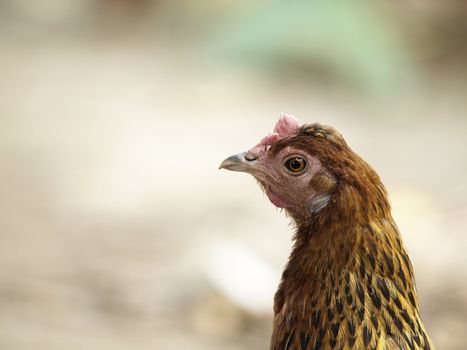 close-up head-shot of a young brown hen