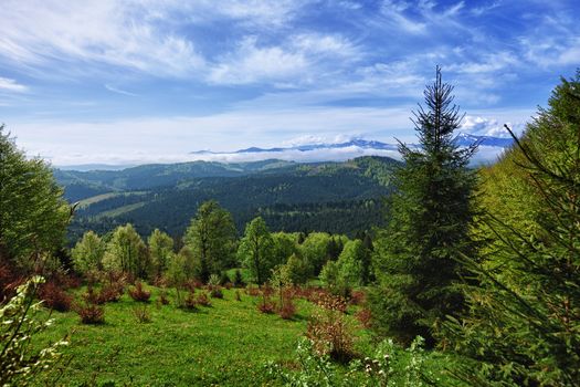 A beautiful summer mountain landscape - the Carpathians