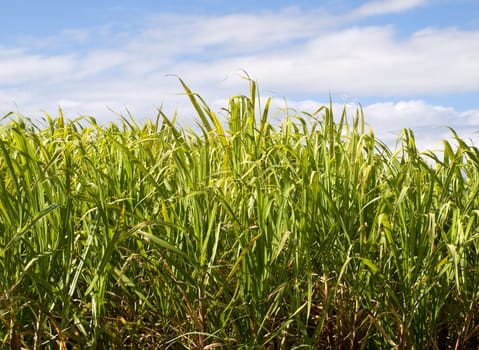 Australian agriculture Sugar cane plantation closeup with blue sky