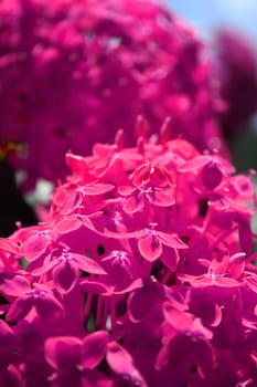 A bunch of pink flowers in the Indian tropics.