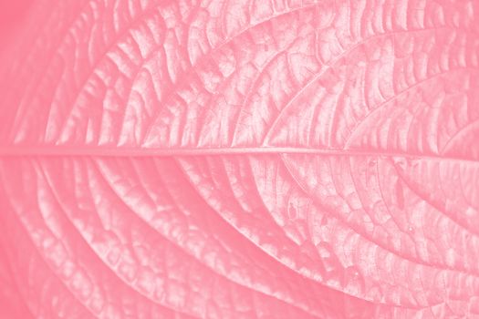 A detailed textured background of a pink leaf.