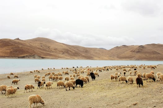 Landscape of sheep and meadow at riverside in Tibet