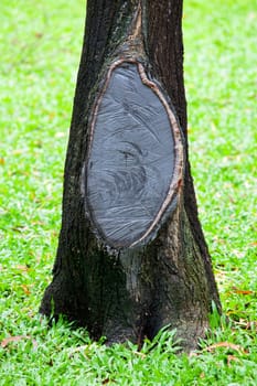 wooden stump on green grass