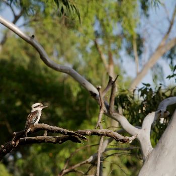 A Kookaburra Bird Sitting on a Branch in a Forest Australia Famous Birdlife