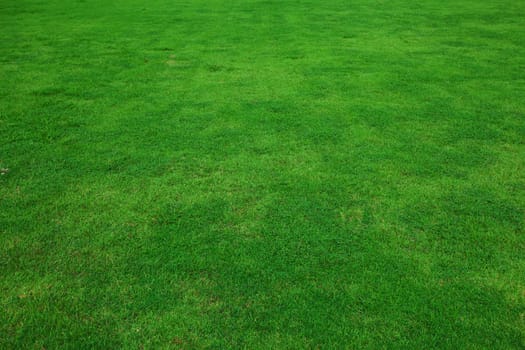 beautiful green grass in garden