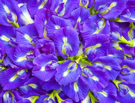 Beautiful blue flower background