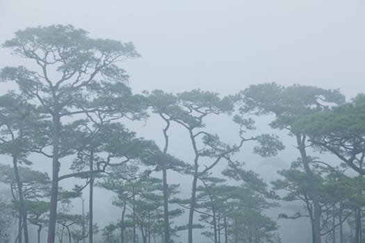 mysterious foggy forest