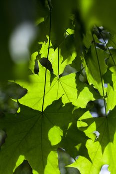 Fresh leaves on a tree in a forest