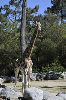 Giraffe in a Zoo Enclosure with Trees