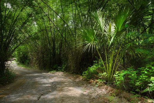 Atmosphere of Curve through the green jungle