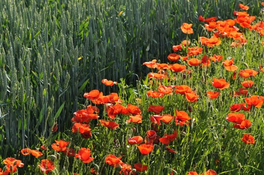 Many Red Poppies Along a Corn Meadow