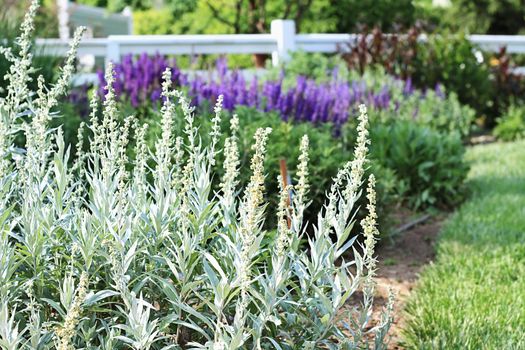 Lamb's Ear flowers, Stachys byzantina, in a beautiful herb garden. These plants  get their common name from their soft, fuzzy leaves and stalks.