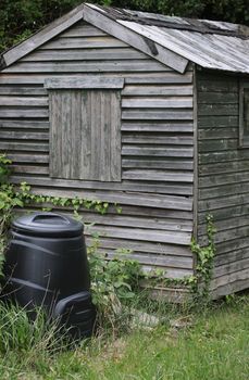 The end view of an old wooden constructed shed, set amongst overgrown grass and ivy. A black plastic compost bin to the front of the shed.