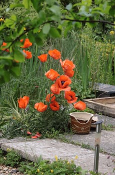 Large red poppies growing on a patio area next to an overgrown garden pond area and green foliage. Broken pots and a solar patio light to the foreground of image.