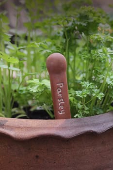 A portrait format image with copy space available of freshly growing green parsley herb, in a hand thrown garden pot, with a terracotta marker with the word parsley on its front.