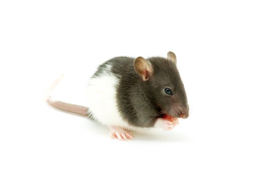 funny rat  isolated on white background