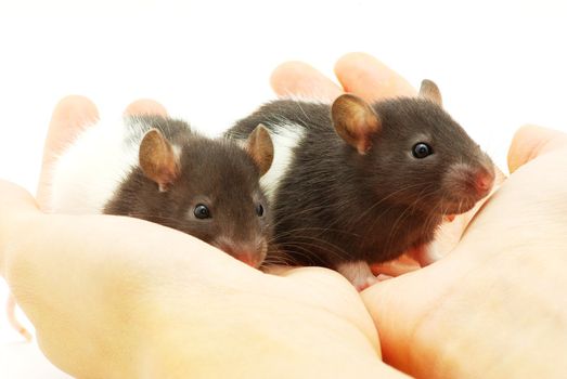 funny rat in hands  isolated on white background