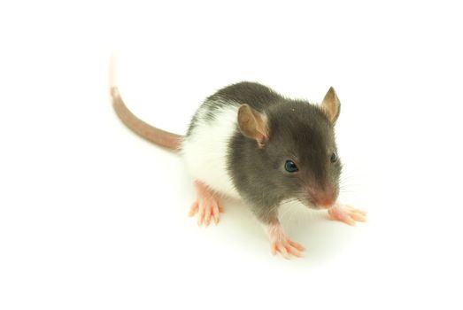 funny rat isolated on white background