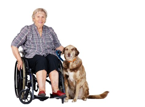 Happy senior woman in wheelchair with her big dog, great for zootherapy, guiding dogs or other health or medical issues.