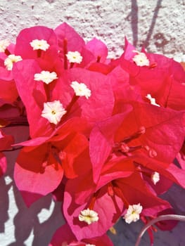 beautiful bougainvillea flowers in bright sunshine