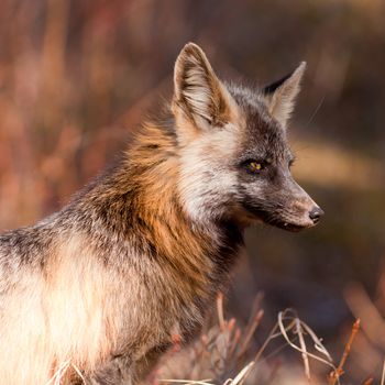 Portrait of an alert watchful cross fox, a colour variant of the red fox, Vulpes vulpes, hunting for mice