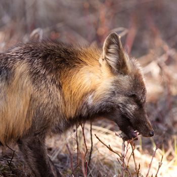 Cross fox, a colour variant of the red fox, Vulpes vulpes, killing and eating a mouse after successfully hunting for mice,