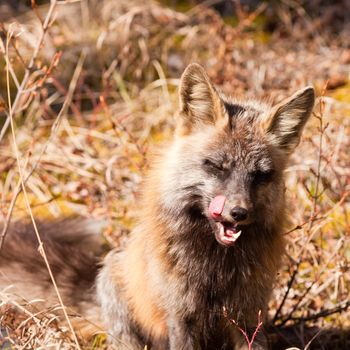 Portrait of cross fox, a colour variant of the red fox, Vulpes vulpes, licking its snout after killing and eating a successfully hunted mouse