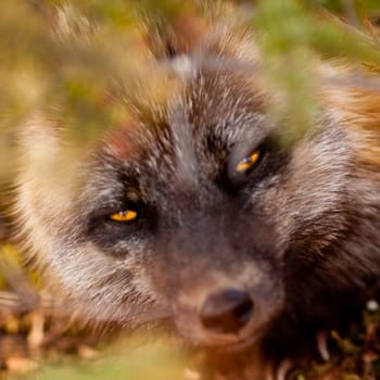 Penetrating gaze of an alert cross fox, a colour variant of the red fox, Vulpes vulpes