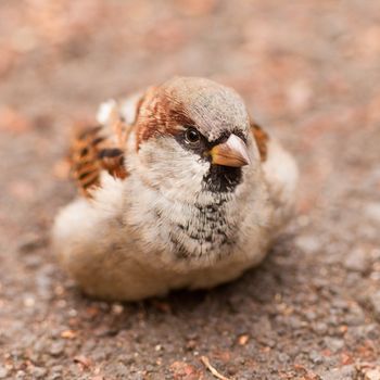House Sparrow, Passer domesticus, foraging on the ground for food