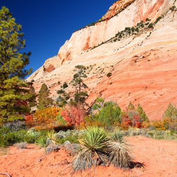 Vegetation amongst the beautiful geologic features of Zion National Park in Utah.