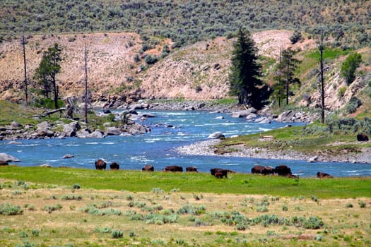 Herd of Bison along the banks of the Lamar River in Yellowstone National Park.