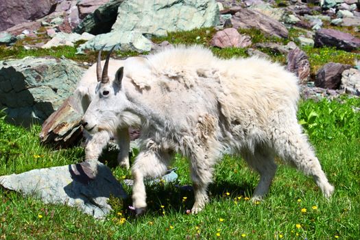 Mountain Goat (Oreamnos americanus) inhabiting the alpine ecosystem of Glacier National Park - Montana.