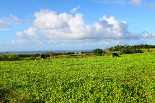 Cows graze in an agricultural area of the Caribbean island Saint Kitts.