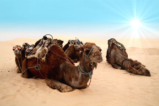 4 camels in sahara desert and blue sky