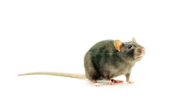 funny rat  isolated on white background