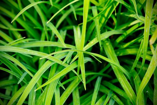 Fresh green grass macro